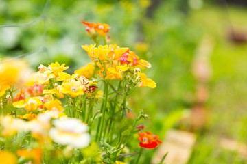 Beautiful small flowers blooming in garden