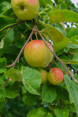 fresh, apples of a new crop on the branches in the garden.