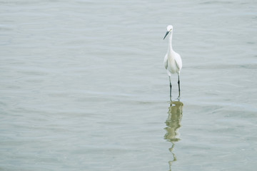 Heron stand in water for watching the fish