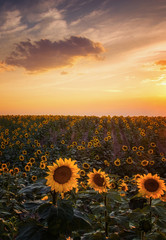 Obraz premium A Summer Evening In Colorado