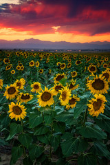 A Sunflower Heaven