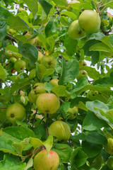 fresh, apples of a new crop on the branches in the garden.