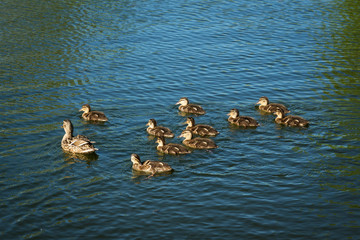 ducks floating in the lake