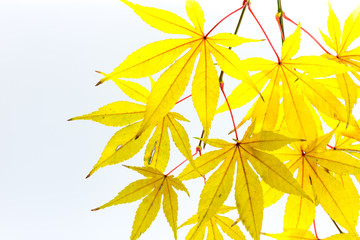 Fototapeta na wymiar Autumn leaves isolated on the white background