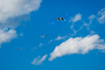 seagulls in the sky