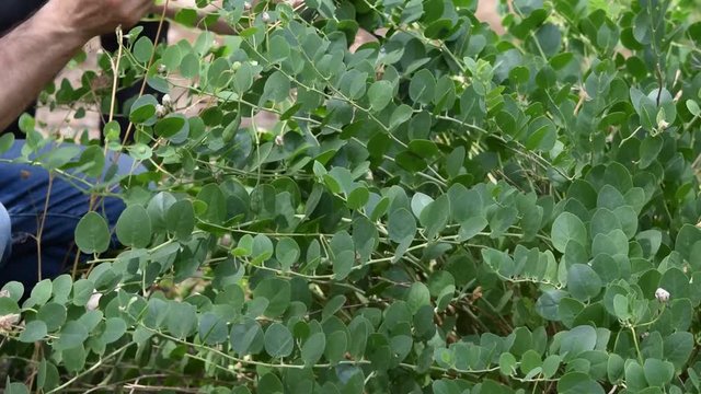 Capparis spinosa C&acirc;prier Capperi Plant Trnoviti kapar video 續隨子 山柑屬 Caper Kapers plante Pianta Echte Kapernstrauch Planta Alcaparro Cappero Каперсы колючие  Kapris Cucunci  צלף קוצני