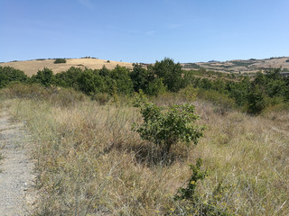 Field cultivated with olive trees in tuscany