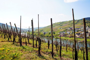 Weinberg bei Reil an der Mosel mit Burg in der Ferne links

