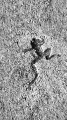 Imprint of a frog in cement