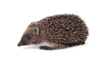 Small hedgehog on a white background