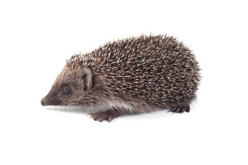 Small hedgehog on a white background
