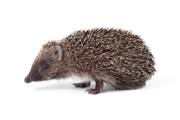 Small hedgehog on a white background