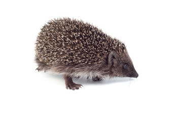 Small hedgehog on a white background