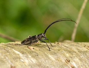 White-spotted Sawyer