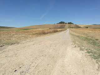 Field cultivated with wheat and hay bales