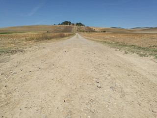 Field cultivated with wheat and hay bales