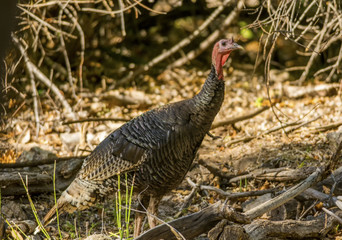 Wild Turkey