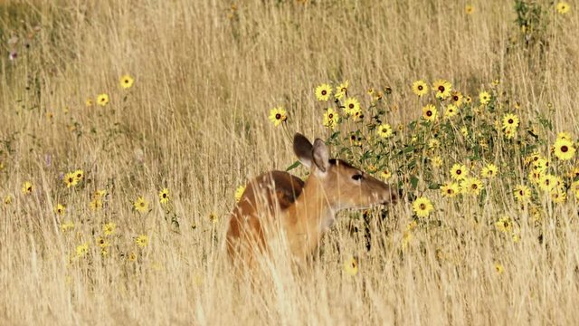 Female Mule Deer Eating Yellow Flowers
