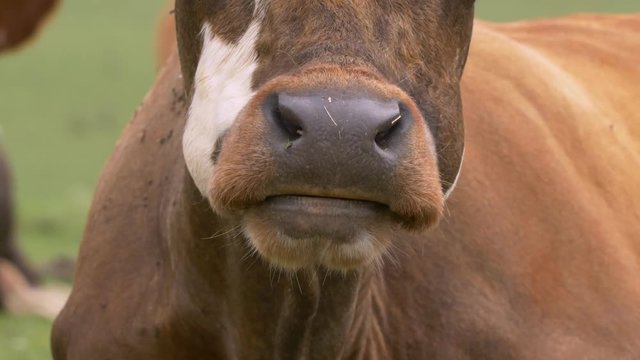 Cattle re-chewing food