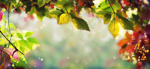 Panorama Banner - Colorful autumn / fall leaves - Art work, Bokeh, Lens flares - Text, body, copy...