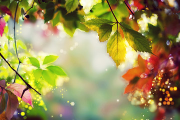 Colorful autumn / fall leaves - Art work, Bokeh, Lens flares - Text, body, copy space