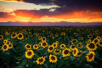 Obraz premium Sunset In Colorado Is Paradise
