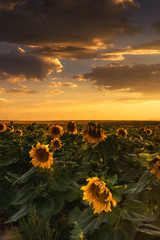 Obraz premium The Golden Sky