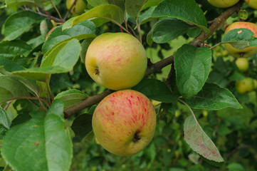 fresh, apples of a new crop on the branches in the garden.