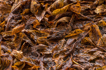 Nasses Laub einer Kastanie