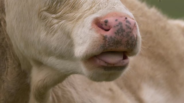 Cattle re-chewing food