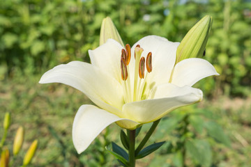 Fototapeta premium Weisse Lilie Grusskarte 