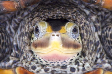 Fototapeta premium Texas Diamondback terrapin, Malaclemys terrapin littoralis
