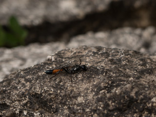 insect on a rock