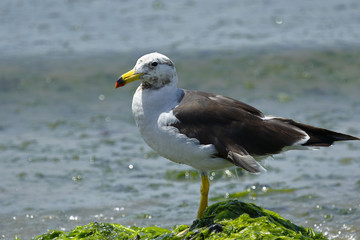 Gaviota peruana (Larus belcheri)