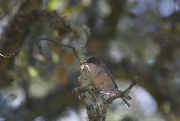 Sylvia hortensis eating insect caught
