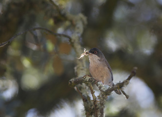 Sylvia hortensis eating insect caught