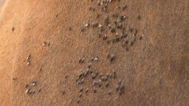 Cattle annoyed by flies