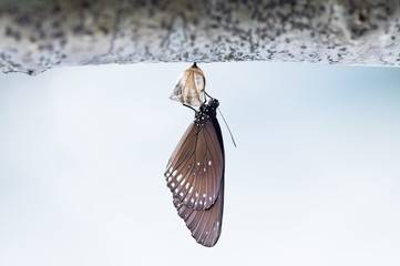 Butterfly change Chrysalis