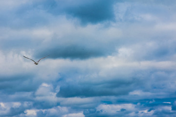 Möwe fliegt in blauen Wolken Himmel