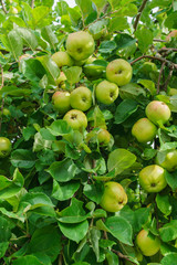 fresh, apples of a new crop on the branches in the garden.