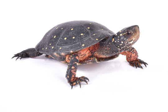Spotted turtle, Clemmys guttata