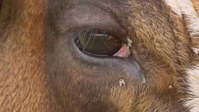 Cattle annoyed by flies