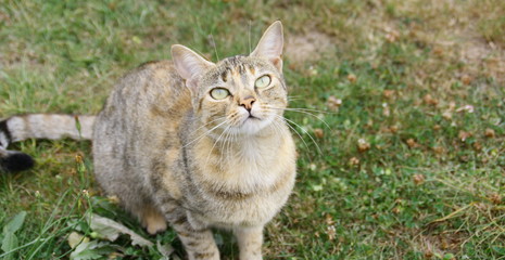 portrait de chat dans le jardin,regardant le ciel