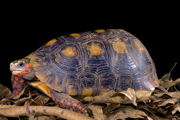 Fototapeta premium Red-footed tortoise, Chelonoidis carbonaria