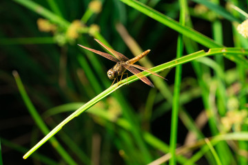 dragonfly