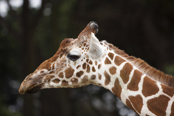 Reticulated Giraffe