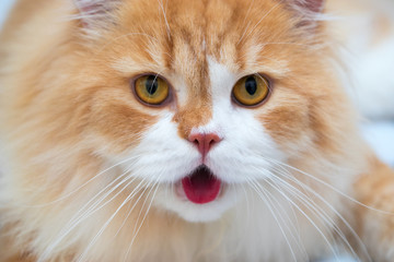 Close up persian cats.