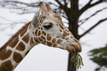 Reticulated Giraffe