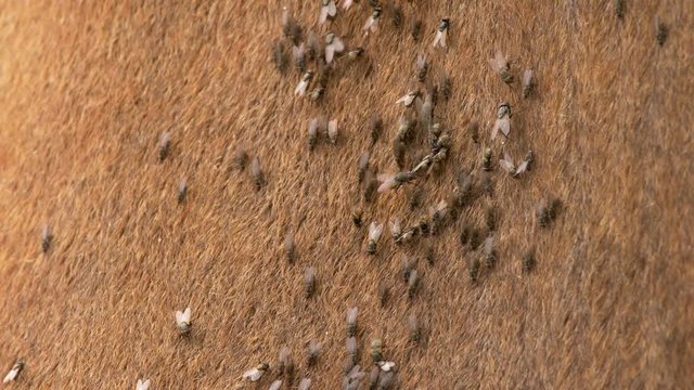 Cattle annoyed by flies