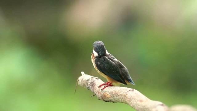 common king fisher perching on branch and dress the hair
